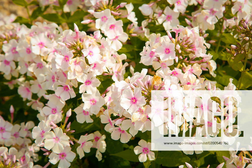 Summer bloomed small flowers pink Phlox.Texture or background , 33946020.jpg, flower, Phlox, unpretentious, fragrant, herbaceous, texture, background, plants, flowering, garden, bloom, nature, beauty, flora, green, pink, outdoor, paniculate Phlox, petal, plant, garden Phlox, color, summer, close-up, bright, floral, purple, perennial, natural, ornamental plant, spring, botany, gardening, perennial Phlox, leaf, colorful, flowers, group, fresh, season, decorative, flowering Plant, paniculate, pattern, pink flower, Botanical, small, love, lush