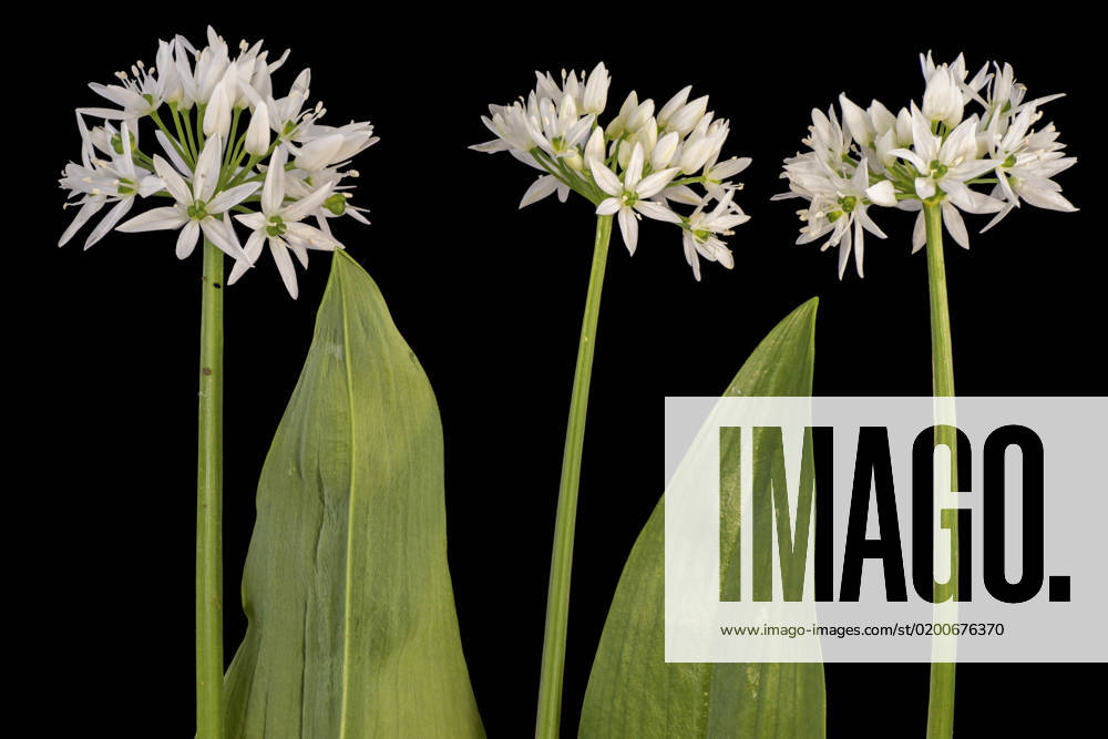 Wilder Garlic, wild garlic, Baer Leek, wild garlic, Bears Leek, bears garlic, wild garlic, Forest Garlic Allium ursinum , Baerlauchblueten before black Background, Germany ramson, buckrams, Wild garlic, Broad leaved garlic, Wood garlic, Bear leak, Bear S garlic Allium ursinum , Flowers against Black background Germany, Bavaria BLWS678602