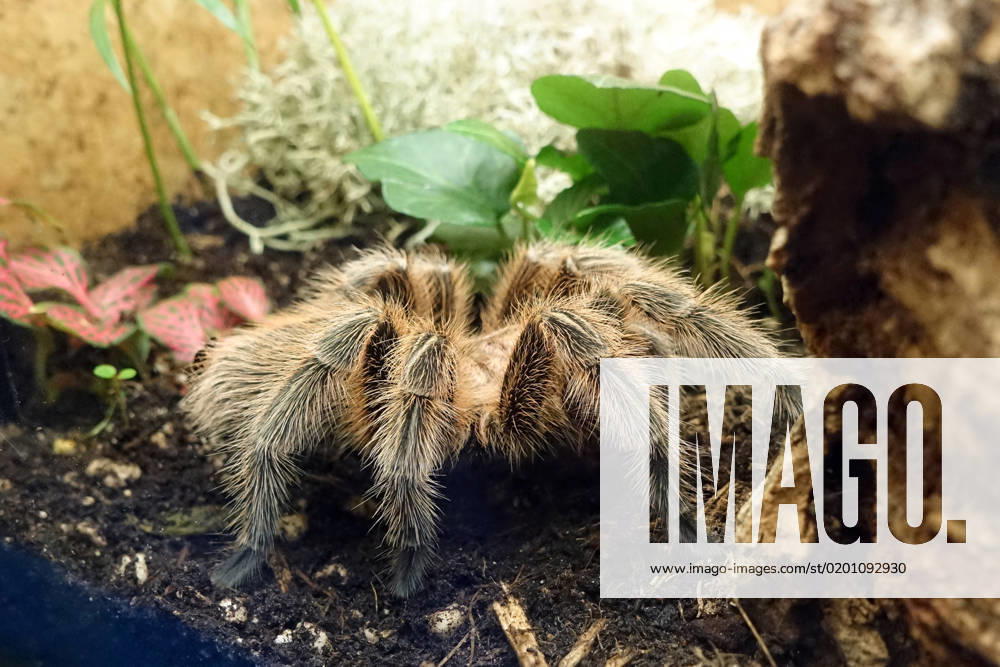 Berlin, GER Red Chile tarantula in a terrarium angsteinfloessend, Arachnophobia, Berlin, Biology, Chilean, German, Germany, Europe, european, Fauna, Grammostola rosea, close, close-up, nature, nobody, QF, landscape, pink tarantula, red chile tarantula, spider, arachnophobia, arachnid, terrarium, animal, animal