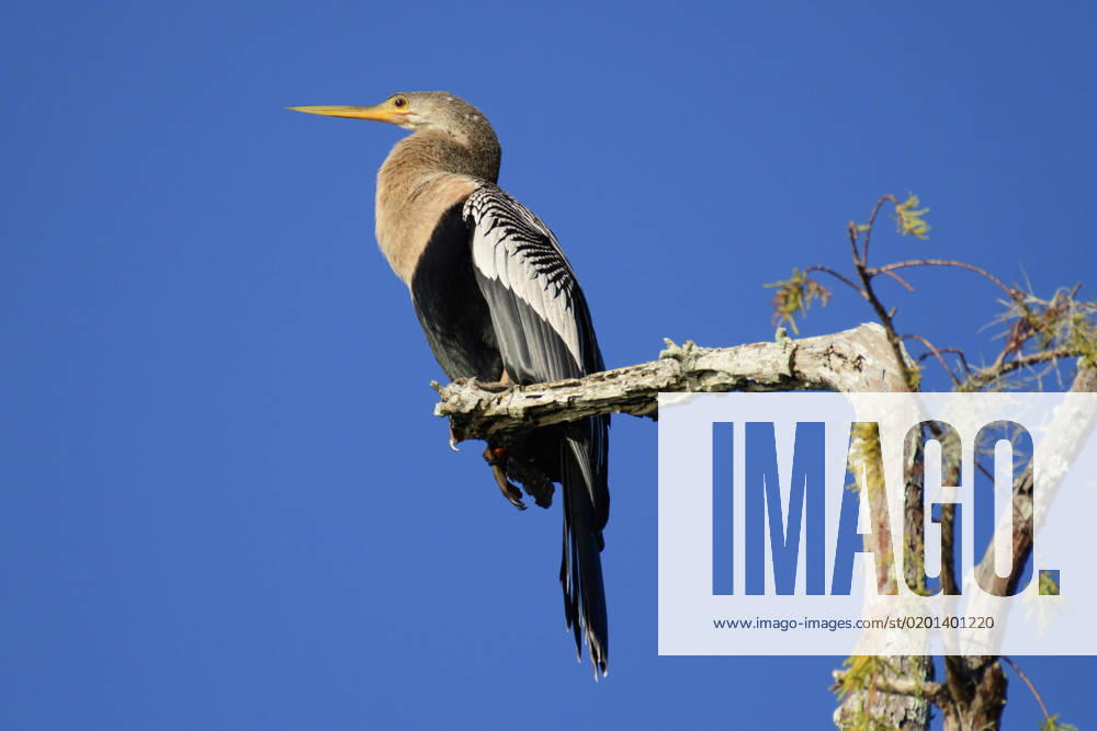 USA, Deep South, Louisiana, Atchafalaya Basin, Lafayette, Lake Martin, Anhinga anhinga, Lafayette