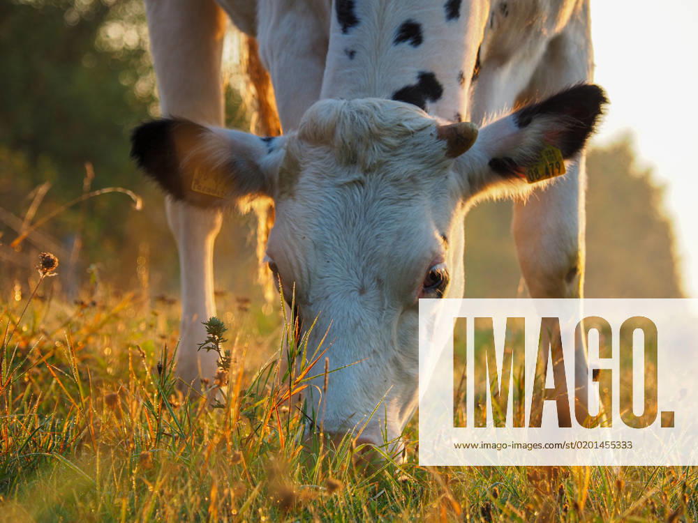 A white cow with black spots eats grass in the morning light