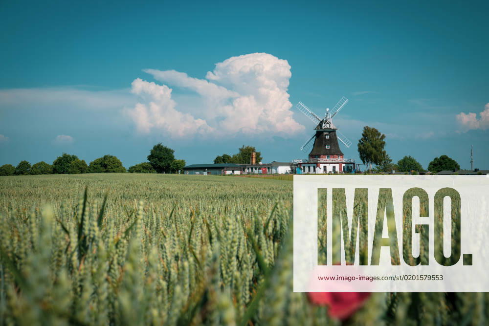 An old windmill stands behind a grain field in mecklenburg and the sky is blue