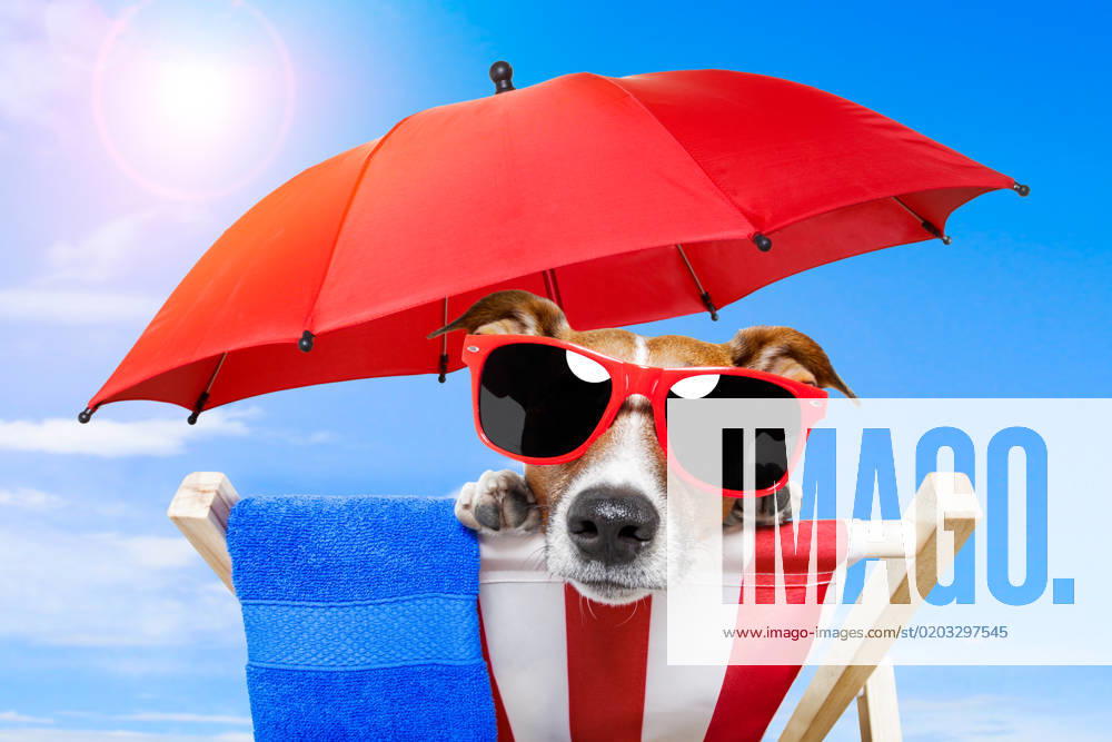 Dog sunbathing on a deck chair with red umbrella