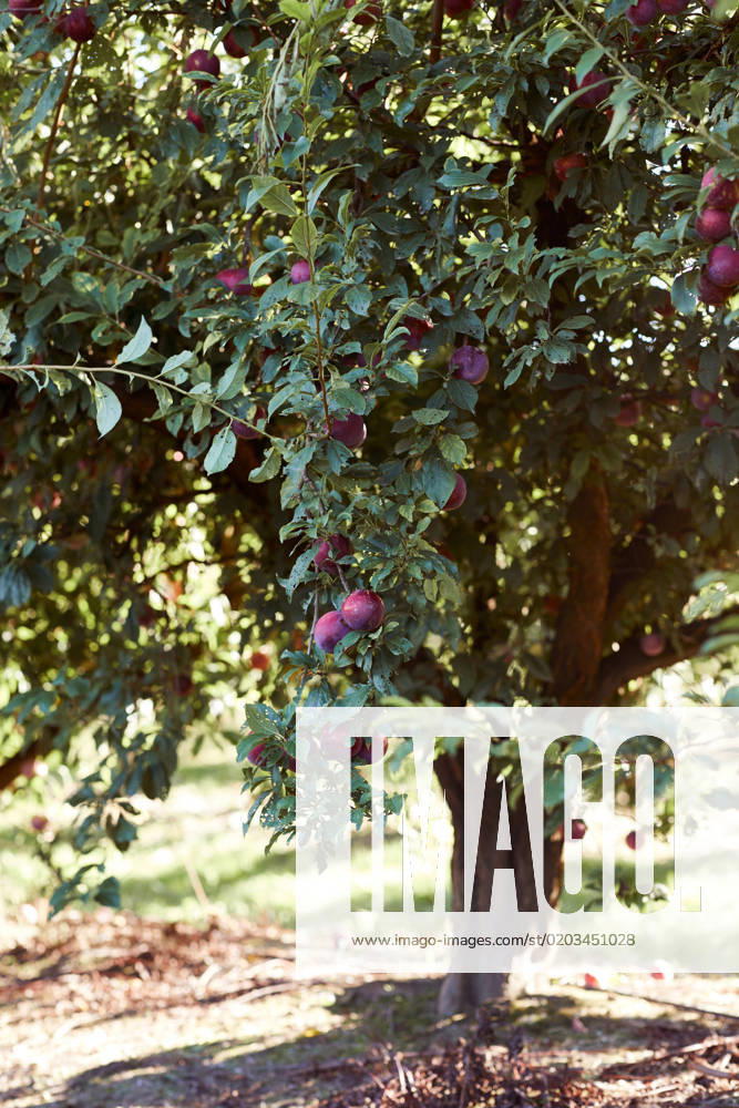 IMAGO Creative, Jahreszeit Sommer, Food, Pflaume Bright fresh ripe plums growing on green tree branches in summer garden during harvest season GeorgiaGold_ID12861_391053_014