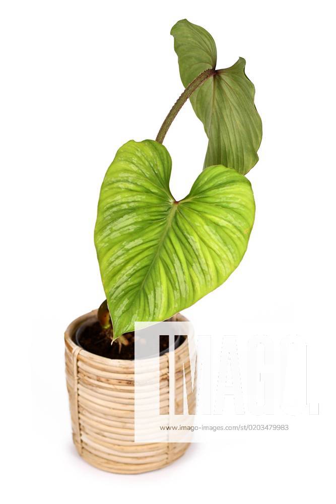 Tropical Philodendron mommy Houseplant with Big ones Browse with Silver Samples in natural Flowerpot before white Background