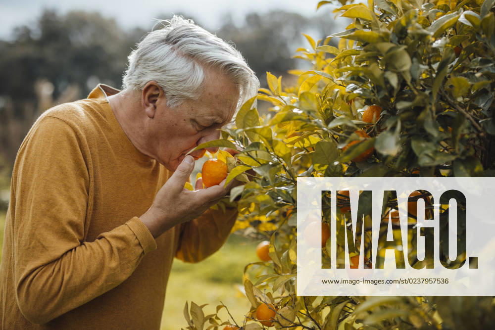 Senior man smelling orange fruit standing by tree model released, Symbolfoto property released, JOSEF16408