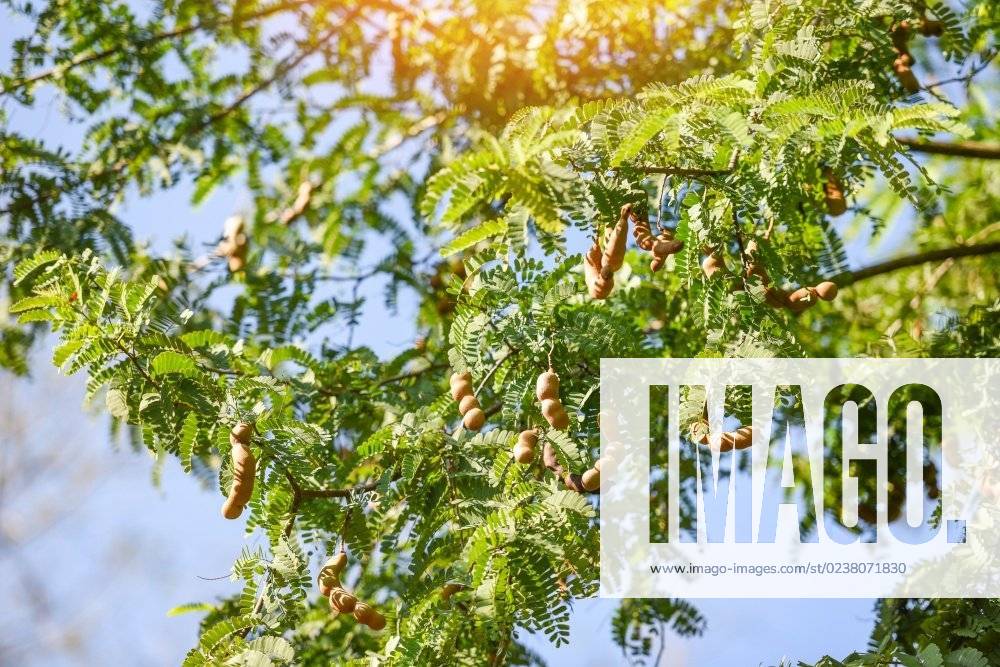 Tamarind tree, ripe tamarind fruit on tree with leaves in summer background, Tamarind plantation agricultural farm orchard tropical garden