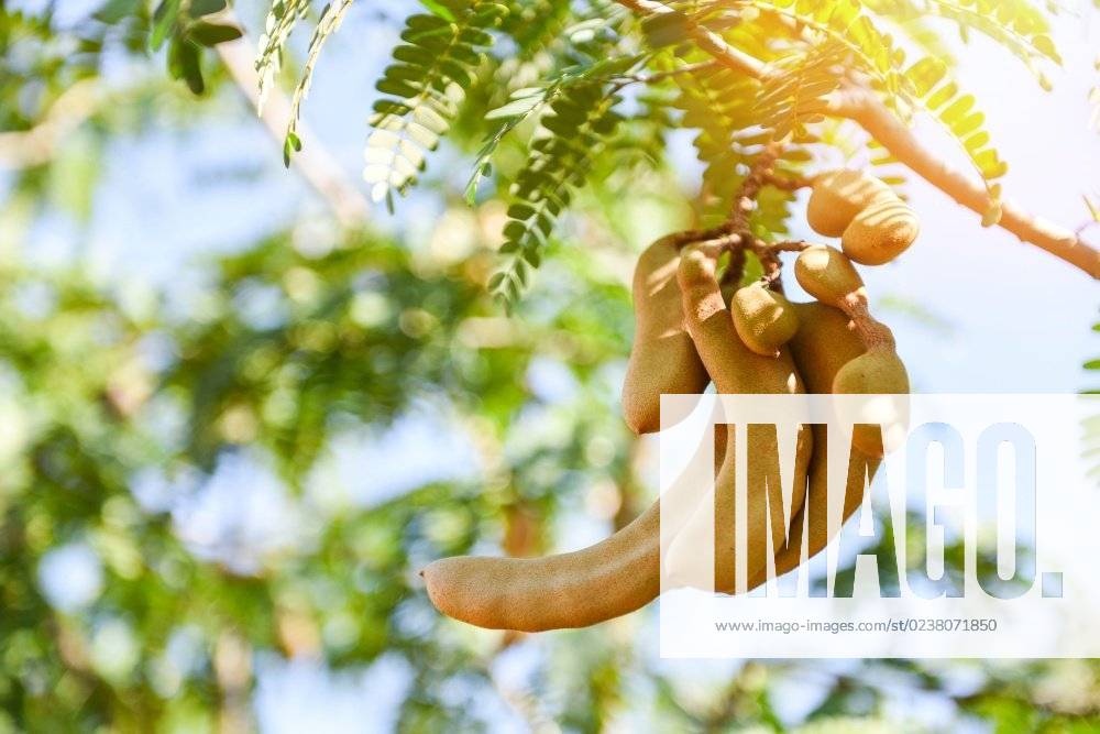 Tamarind tree, ripe tamarind fruit on tree with leaves in summer background, Tamarind plantation agricultural farm orchard tropical garden