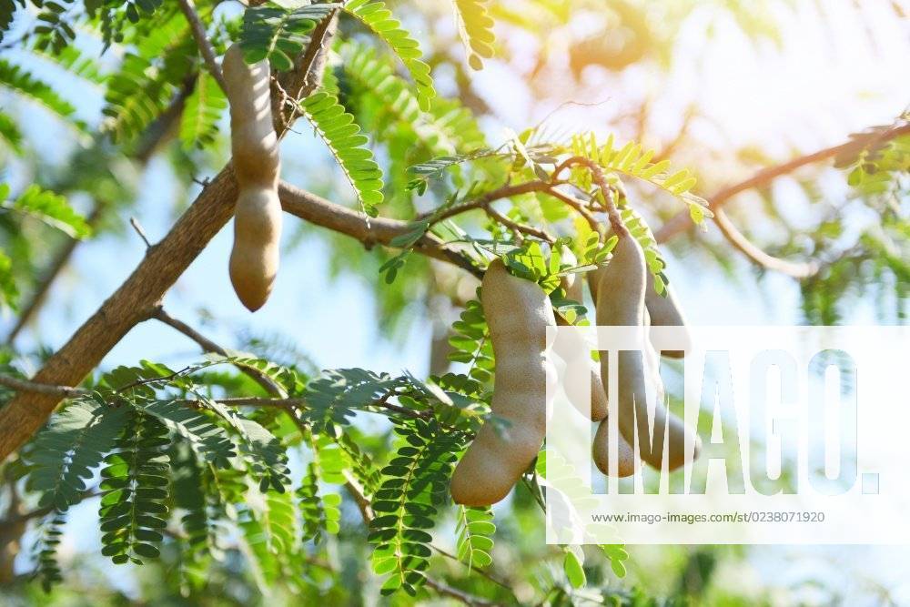 Tamarind tree, ripe tamarind fruit on tree with leaves in summer background, Tamarind plantation agricultural farm orchard tropical garden; Tamarinde tree, ripe Tamarinde Frucht am Baum mit verlässt ÊIn Sommer background, Tamarinde Plantage landwirtschaftliche Hof Obstgarten tropisch Garten IST_23395_13367