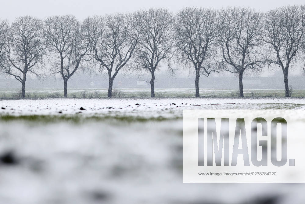Snowfall around Cologne leads to accidents and traffic jams On Wednesday, the Rhineland experienced a winter onset with snow and icy conditions In the picture, a snow-covered field with an avenue of bare trees Topic image, symbol image Cologne, 08 03 2023 NRW Germany