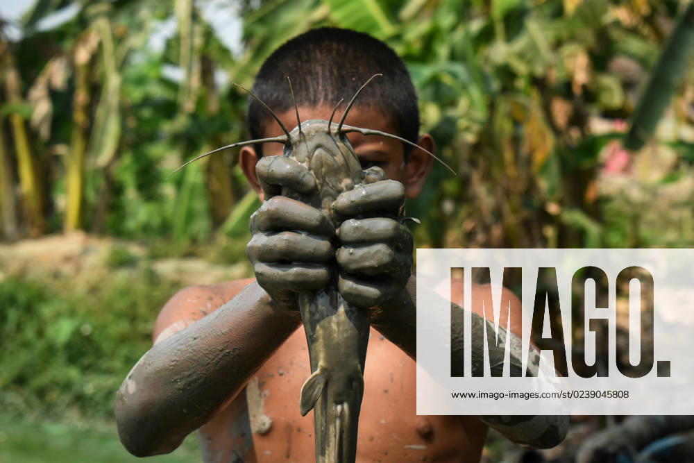 Daily Life On The Outskirts Of Kolkata A boy is collecting fish from mud on the outskirts of Kolkata, India on 12 March 2023. Kolkata India