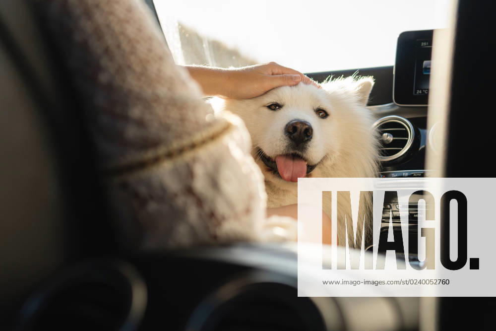 Cute Samoyed dog inside a modern car during a road trip Cute Samoyed dog inside a modern car during a road trip at summer day ,model released, Symbolfoto