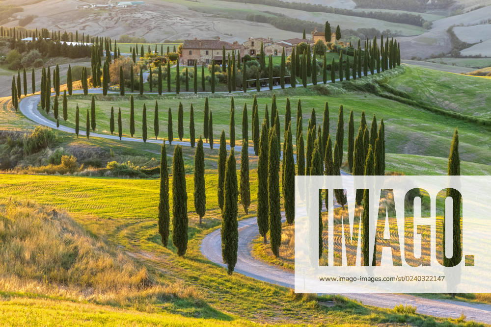 Italy, Tuscany, Treelined country road in summer at dusk, FOF13537