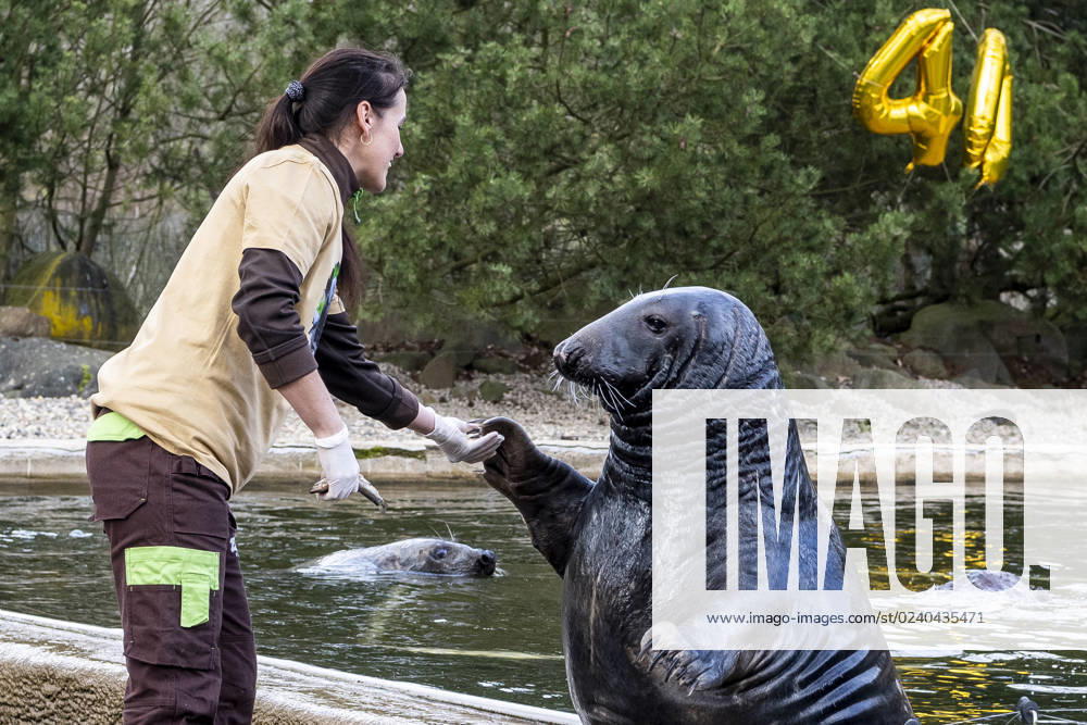 The 40th birthday celebration of the grey seal Kasek in Zoopark Chomutov, Czech Republic, March 25, 2023. Kasek is the longest living male in European breeding. (CTKxPhoto OndrejxHajek) CTKPhotoP2023032503501 CTKPhotoP2023032503501
