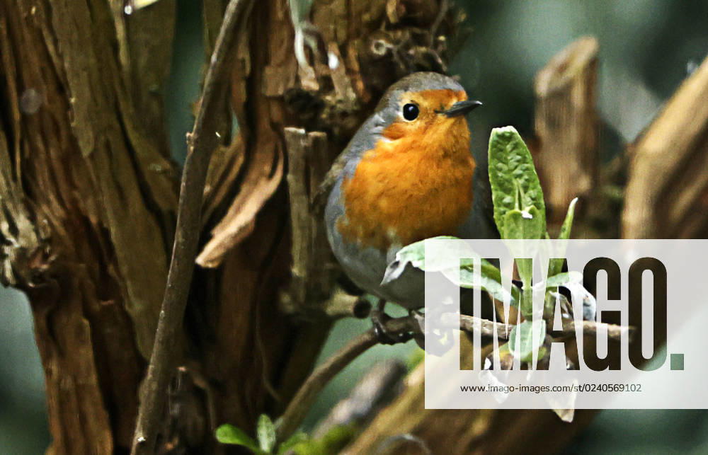 wildlife in garden, munich, in picture robin