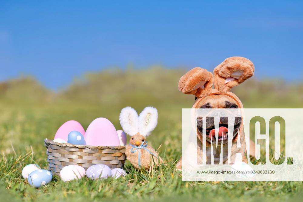 Happy Easter French Bulldog Dog with Rabbit Costume Ears next to Easter eggs