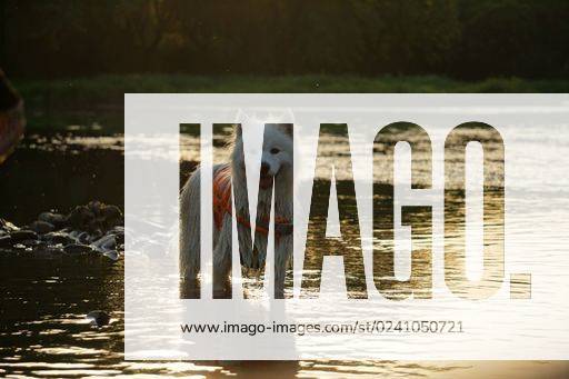 An adorable dog is pictured standing in the shallow water of a river at sunset, with the sun reflecting off of the water around them *** An&Verkauf bezaubernd Hund ist abgebildete stehend ÊIn der seicht Wasser des einer Fluß im sunset, mit der Sonne widerspiegelt auszuschalten des der Wasser rund ihnen 15504341