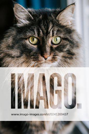 A vertical portrait of a furry Siberian cat with green eyes looking at the camera *** einer hoch Porträt des einer pelzigen Sibirische Katze mit Grün Augen Schauen im der Kamera 15730598