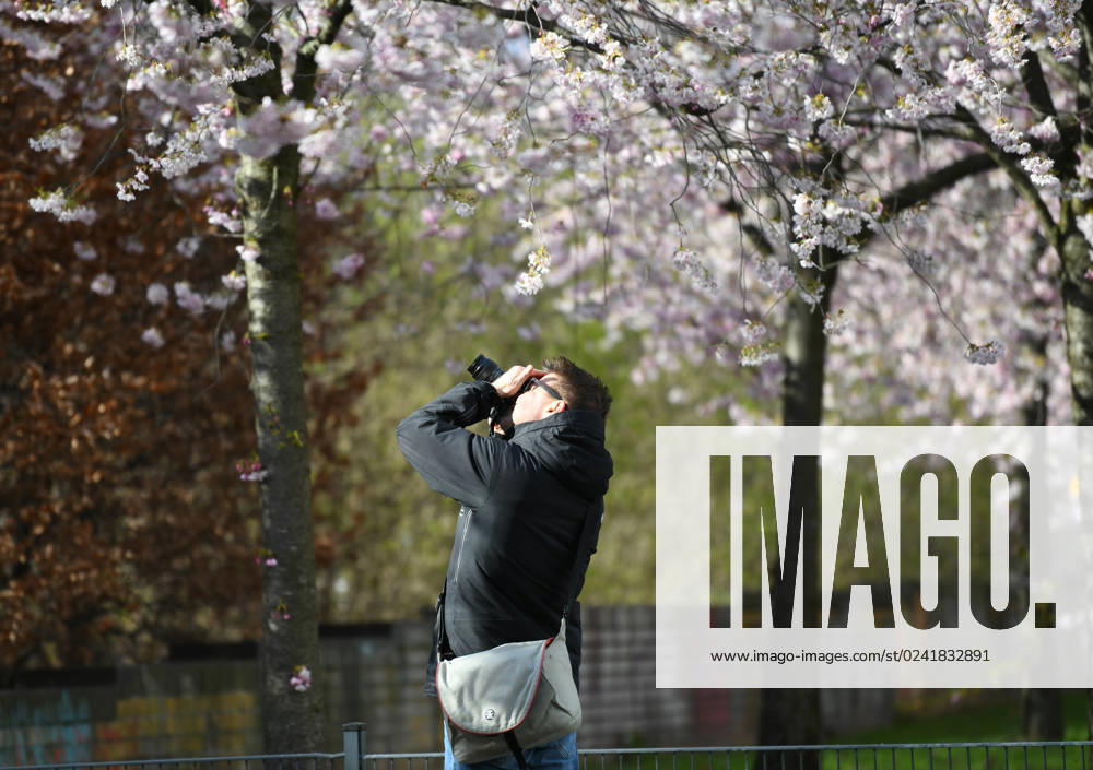 Berlin, Kirschblüte (230406) -- BERLIN, April 6, 2023 -- A man takes photos of cherry blossoms in Berlin, Germany, April 5, 2023. ) GERMANY-BERLIN-CHERRY BLOSSOM RenxPengfei