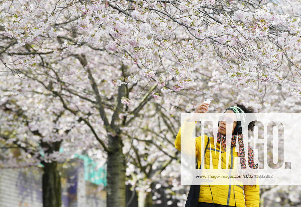 Berlin, Kirschblüte (230406) -- BERLIN, April 6, 2023 -- A woman takes photos of cherry blossoms in Berlin, Germany, April 5, 2023. ) GERMANY-BERLIN-CHERRY BLOSSOM RenxPengfei