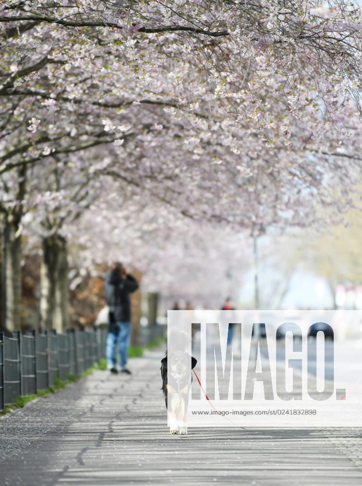 Berlin, Kirschblüte (230406) -- BERLIN, April 6, 2023 -- A dog walks under cherry blossoms in Berlin, Germany, April 5, 2023. ) GERMANY-BERLIN-CHERRY BLOSSOM RenxPengfei