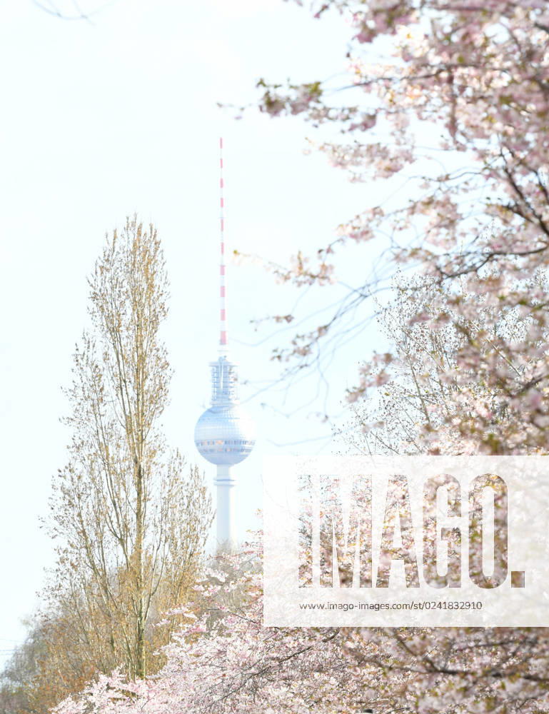 Berlin, Kirschblüte (230406) -- BERLIN, April 6, 2023 -- This photo taken on April 5, 2023 shows cherry blossoms in Berlin, Germany. ) GERMANY-BERLIN-CHERRY BLOSSOM RenxPengfei