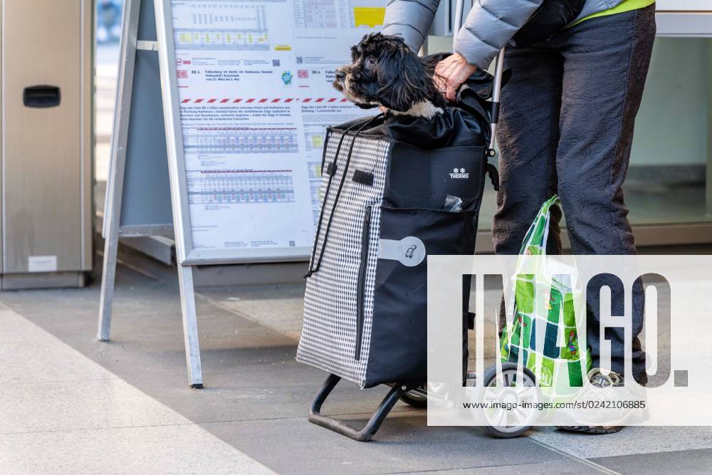 Berlin,Germany,Südkreuz station,a dog goes on a trip in a shopping trolley
