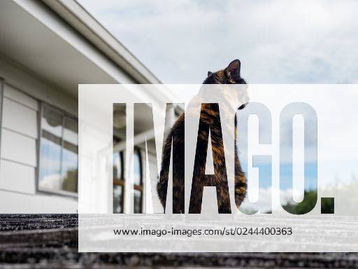 View of thoughtful calico cat on shed roof *** Ansicht des nachdenklich calico Katze am Schuppen Dach 2068543