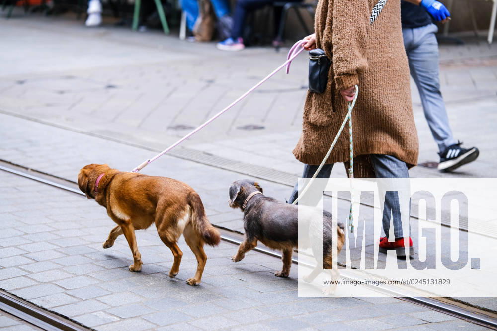Neuss 22 04 2023 dog walk dog walking long leash dog leash walk dog law dog law dog owner animal protection dog regulation dog tax Neuss North Rhine Westphalia Germany