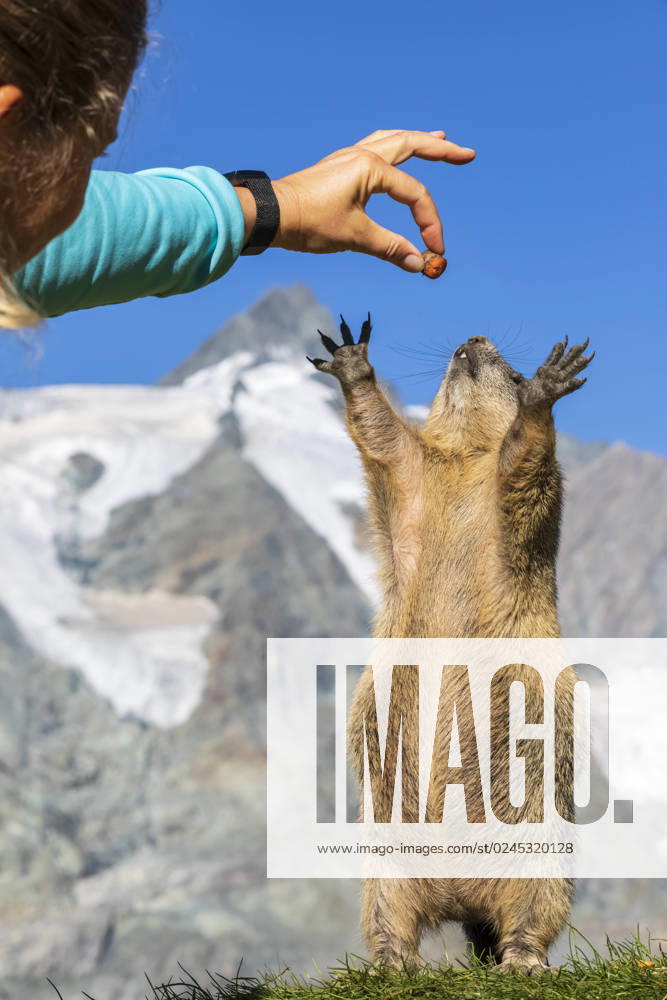 Woman feeding Alpine Marmot on sunny day, Carinthia, Austria model released, Symbolfoto, FOF13676