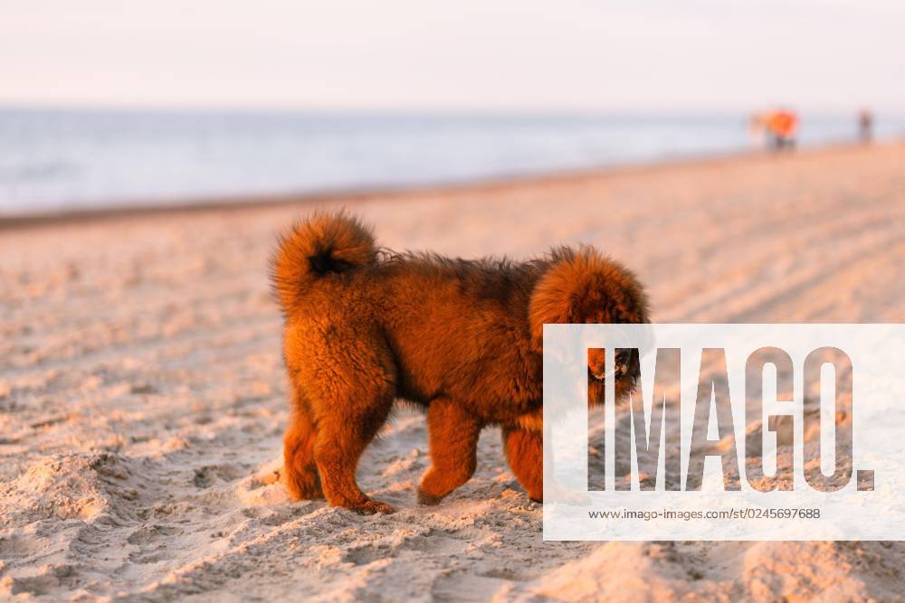 Khiva Red Tibetan Mastiff Puppy on Beach