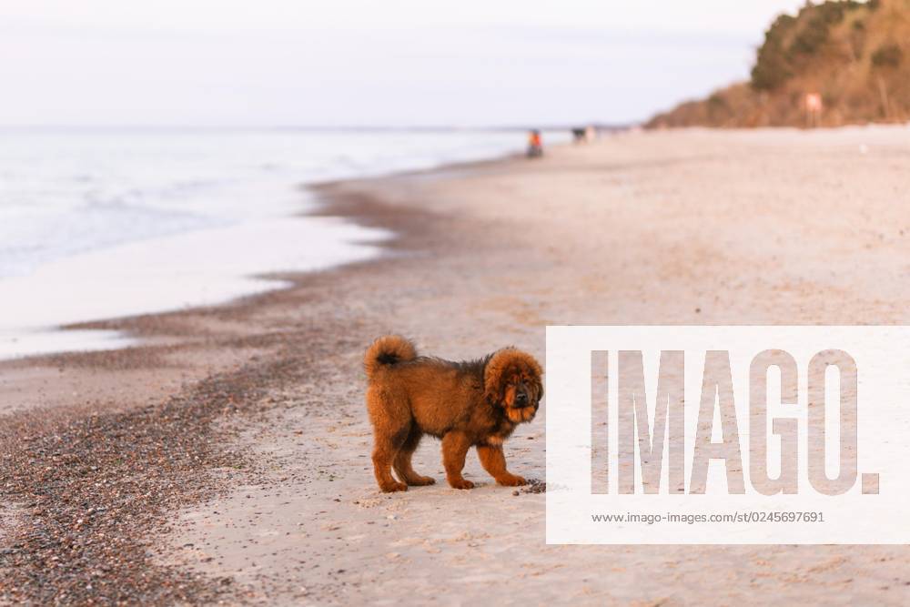 Khiva Red Tibetan Mastiff Puppy on Beach