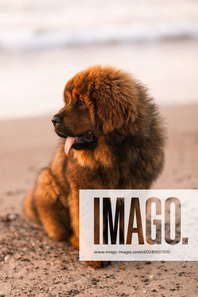 Khiva Red Tibetan Mastiff Puppy on Beach