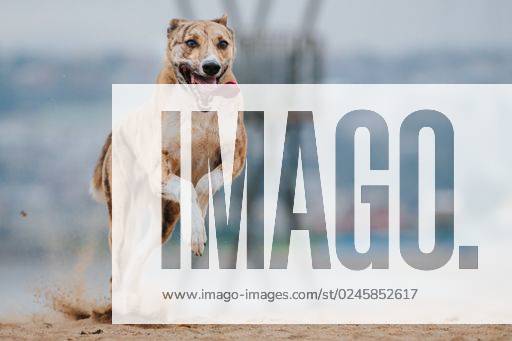 A closeup shot of a Carolina Dog running at the beach *** einer closeupe erschossen des einer carolinä Hund laufen im der Strand 3031232