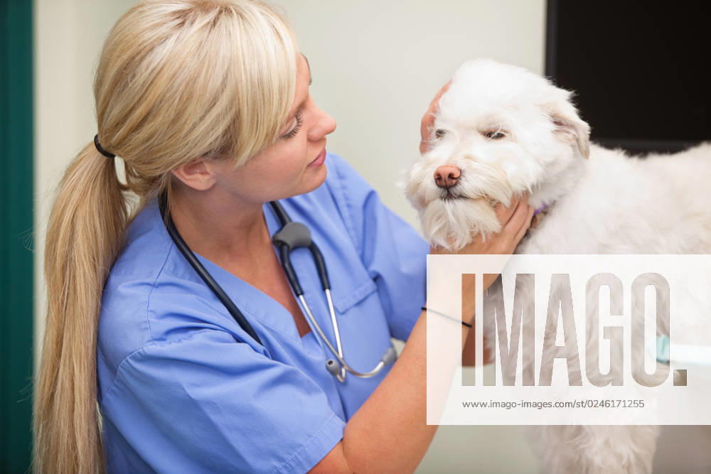 Close-up of blond female veterinarian examining dog