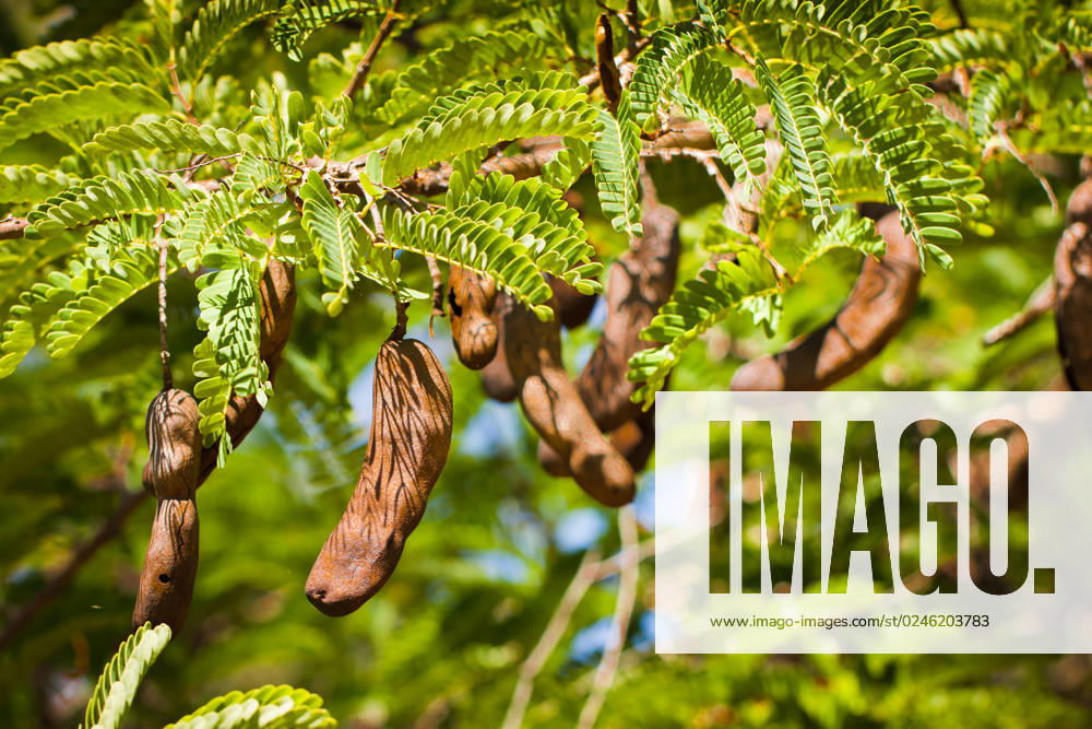 Branch of a beautiful Tamarind tree with many seed pods