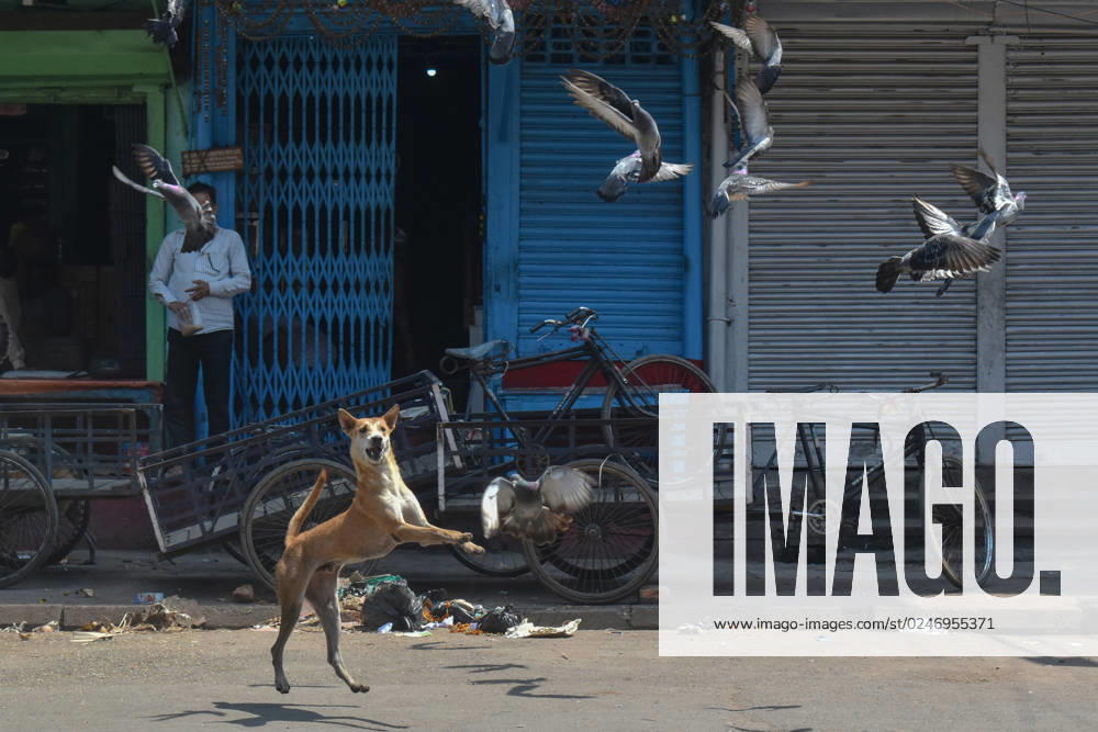 Daily Life In Kolkata A dog is playing with pigeons on the street in Kolkata, India on May 7, 2023. Kolkata India