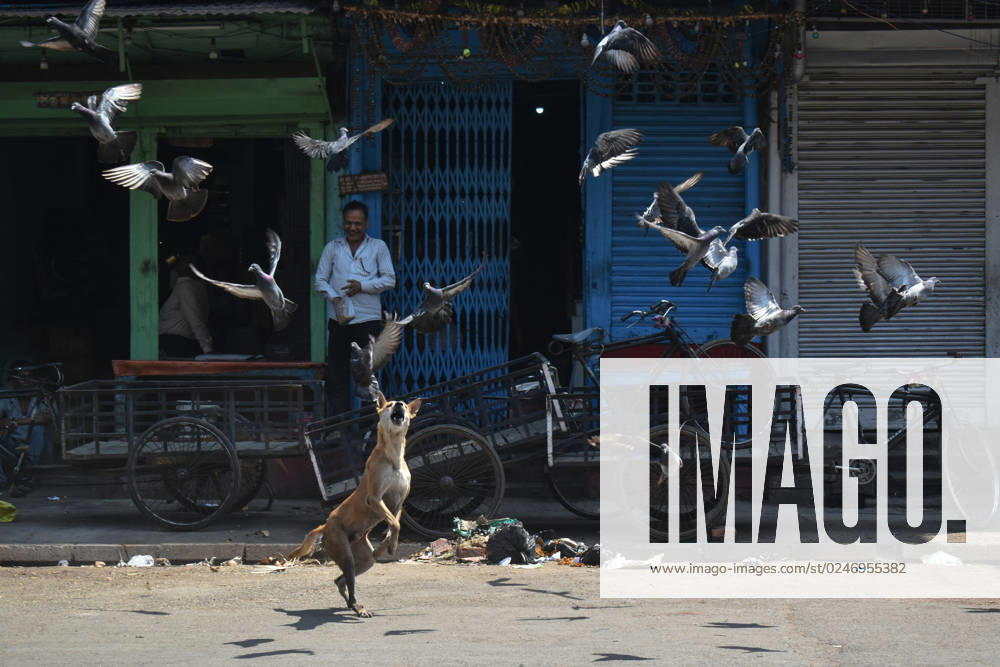 Daily Life In Kolkata A dog is playing with pigeons on the street in Kolkata, India on May 7, 2023. Kolkata India