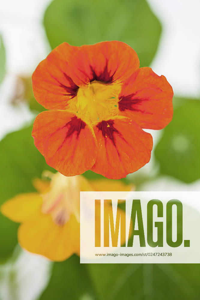Great Nasturtium, Great Capuchin Cress, Nasturtium, Capuchin Kresse Tropaeolum majus , Flowers Indian cress, Common nasturtium, Garden nasturtium Tropaeolum majus , Flowers BLWS686475