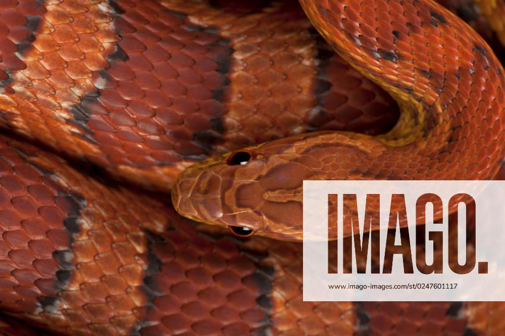 High angle view of corn snake or red rat snake, Pantherophis guttattus