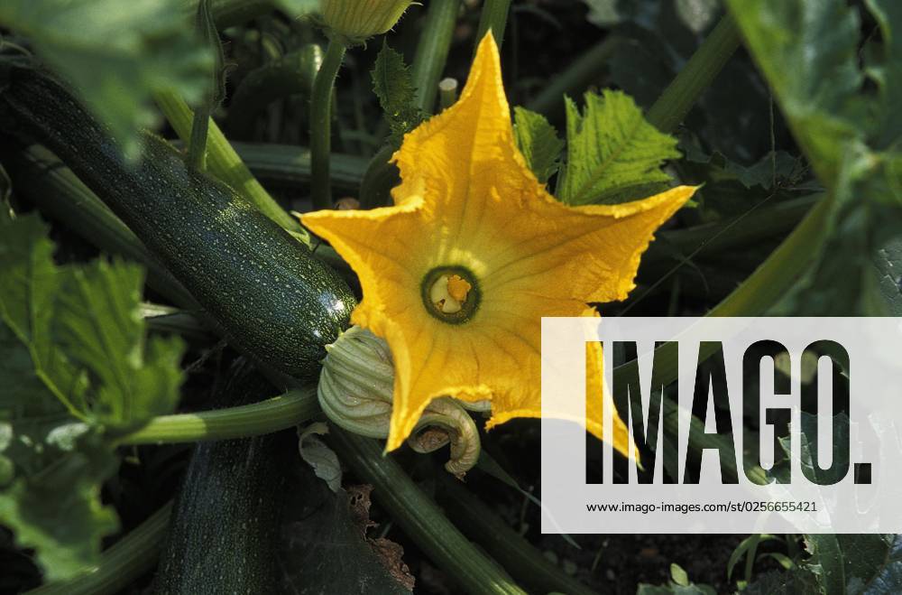 Lange Zucchini Or Lange Garden pumpkin Cucurbita Pepo , with Flower