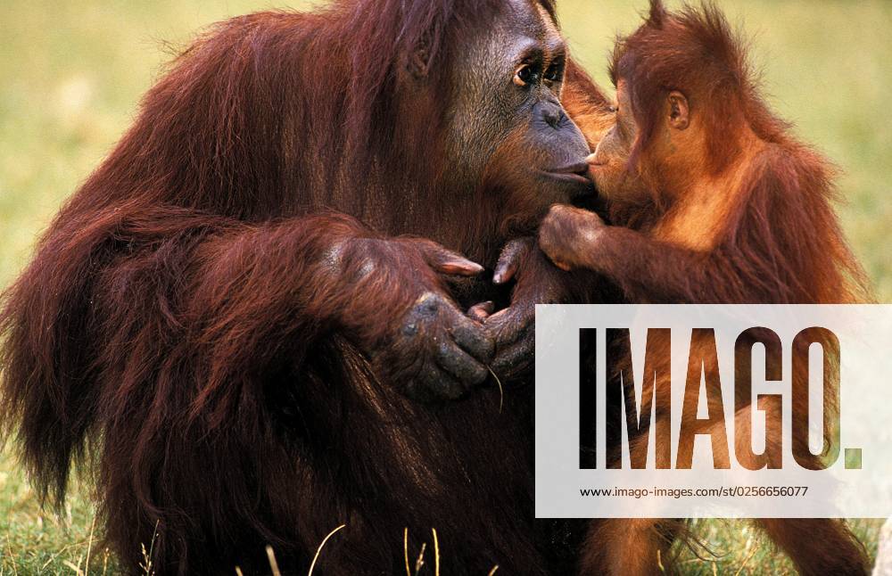 Orang Borneo Orang Utan Pongo pygmaeus , Mother with Baby