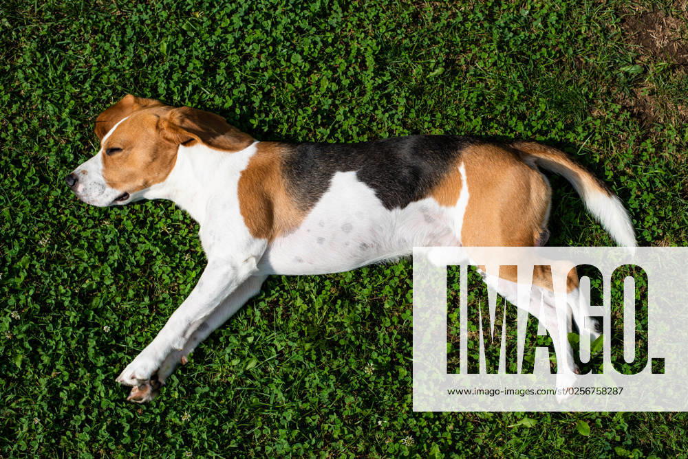 Beagle dog resting in garden in the sun on a grass Beagle dog resting in garden in the sun on a grass background