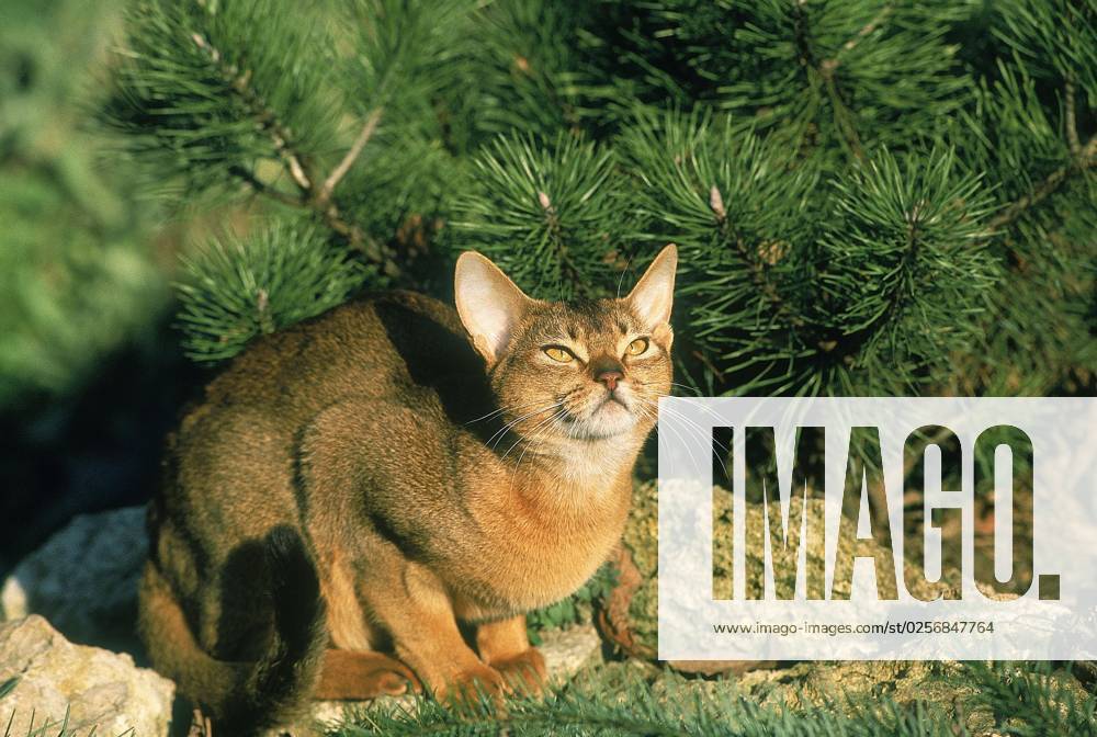 Abyssinian HOUSE CAT, adult