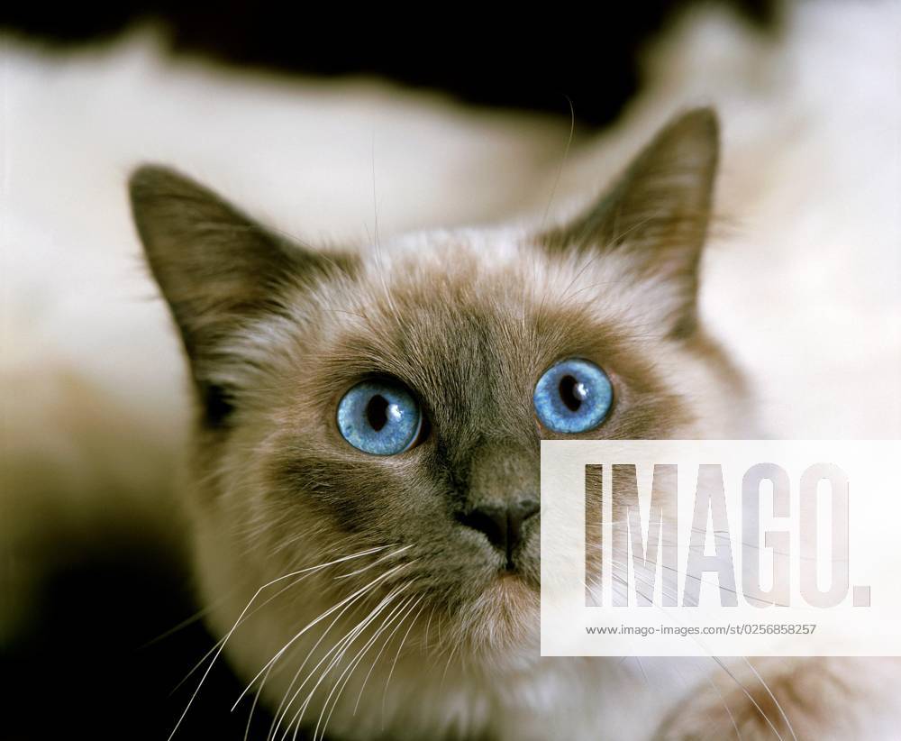 Burma Domestic cat, Portrait one Adults with blue Eyes