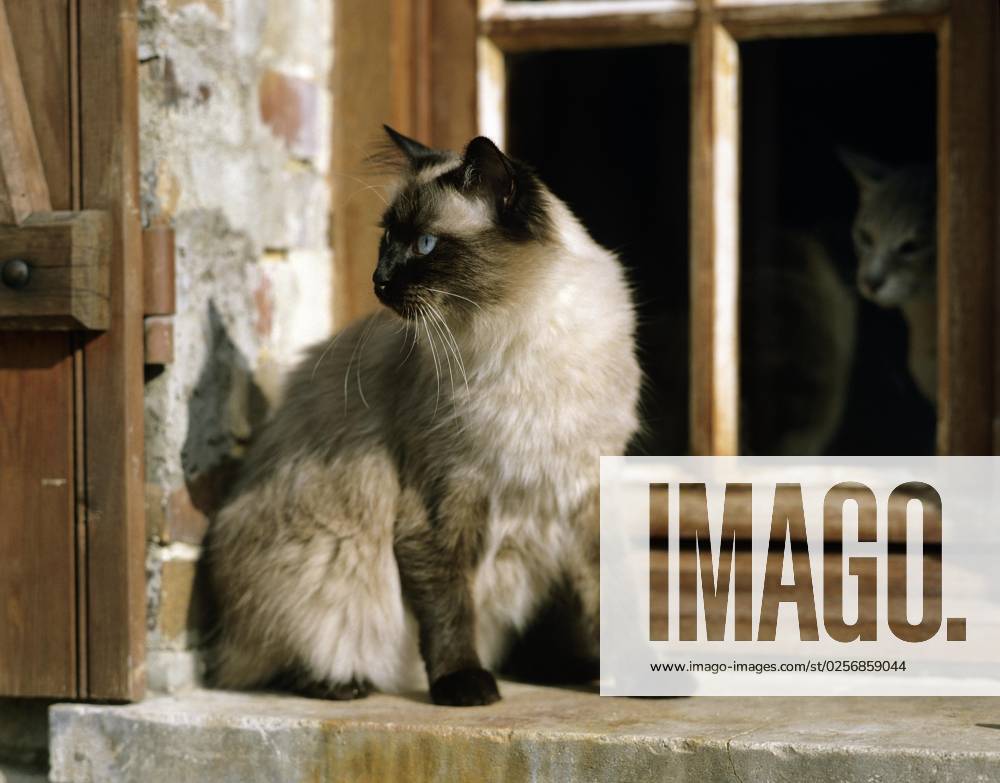 Balinese House cat on Window
