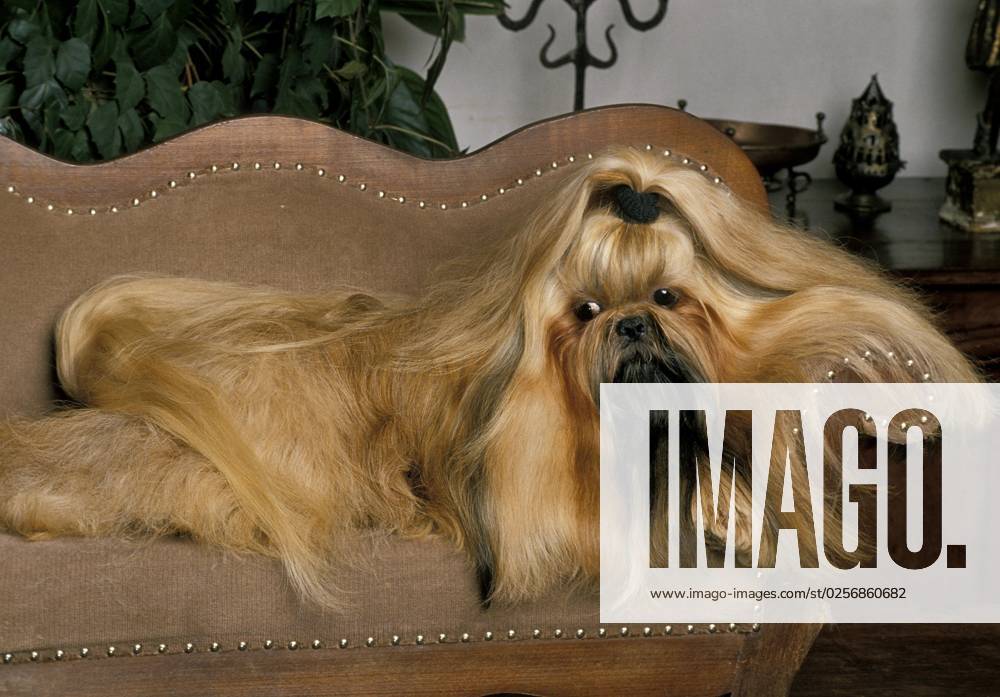 Shi TZU Dog, Adult with long Hair at the Sofa horizontal