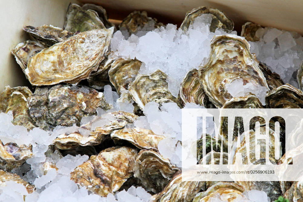 Fresh oyster molluscs in ice at market
