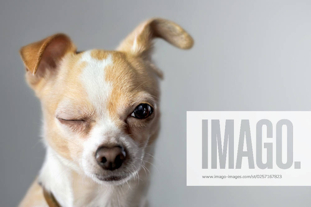 Chihuahua winks as if to say okay