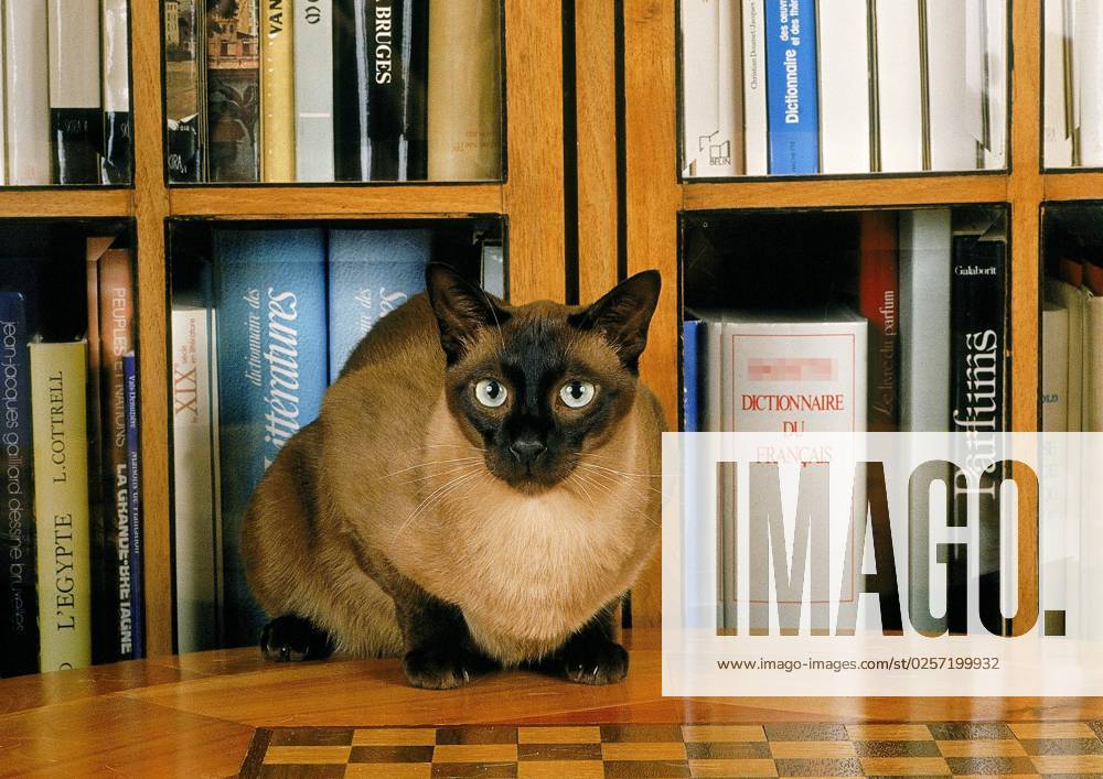 Tonkinese HOUSE CAT, ADULT, sits in the Proximity from Books
